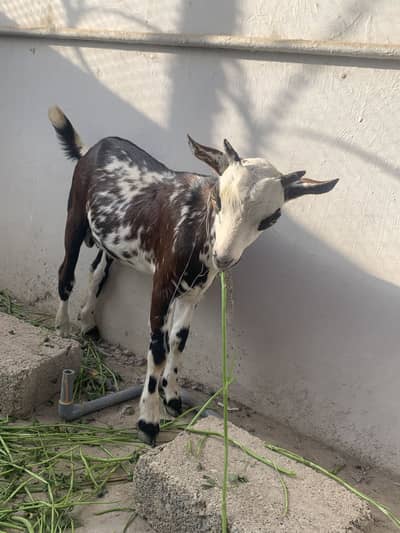 Tedda male zero size