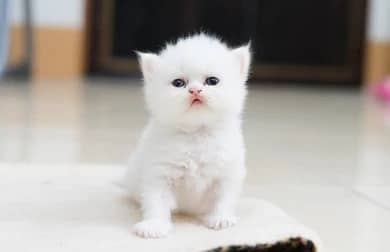persian Kittens | Persian Cat | Triple Coated Kittens For Sale