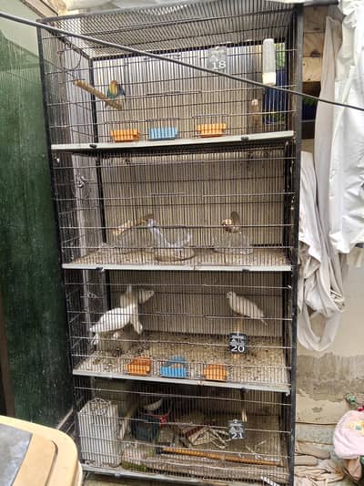 cage with birds