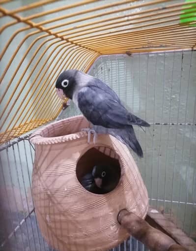 lovebird breeder pair