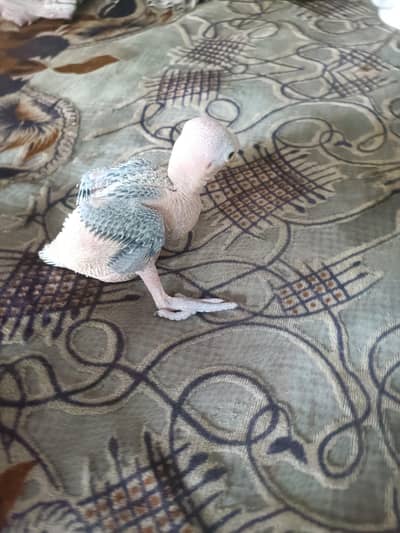 I sell ringneck parrot chiks