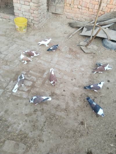 AL HEALTHY FIT PIGON 0300-73-98-657