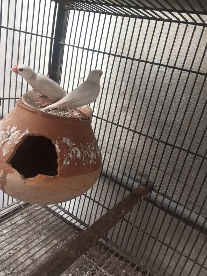 white java breeder pair 0