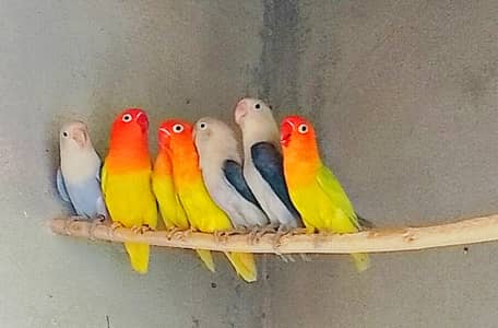 Dilute Opaline URGENT SALE  03267475256