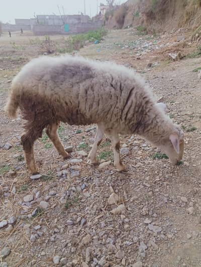 خالص ڈومبی بھیڑ برائے فروخت – صحت مند، چست اور گوشت/پالنے کے لیے بہتری