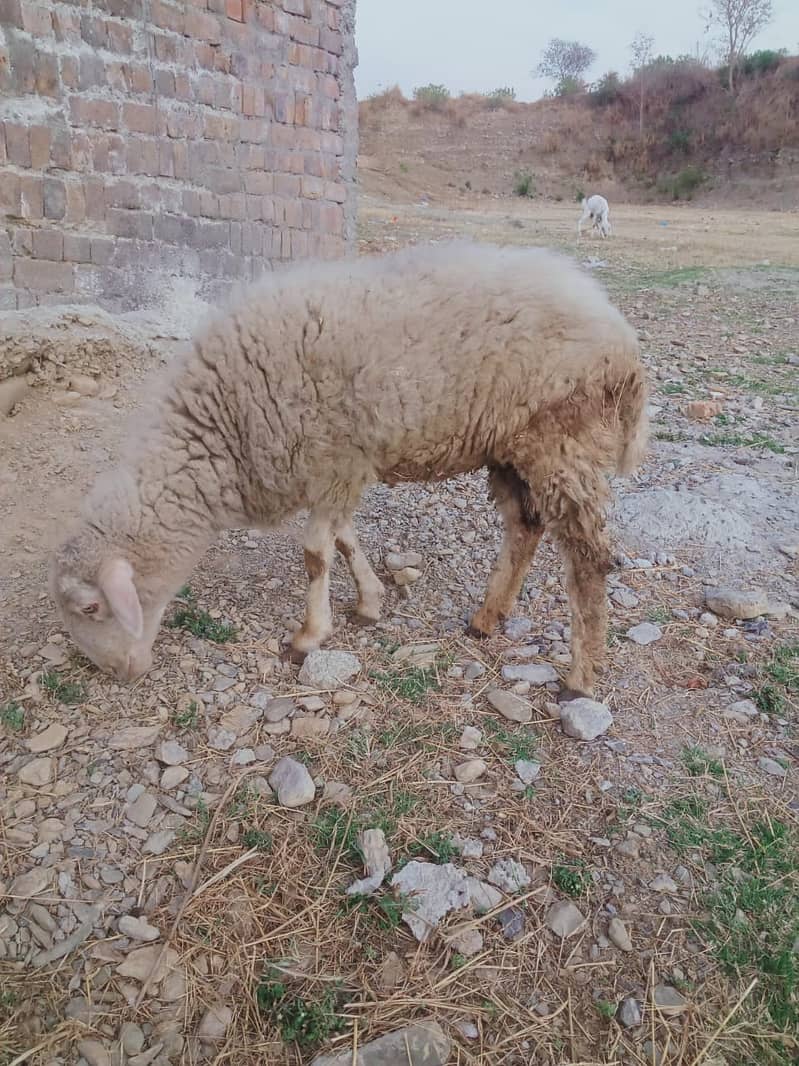 خالص ڈومبی بھیڑ برائے فروخت – صحت مند، چست اور گوشت/پالنے کے لیے بہتری 1