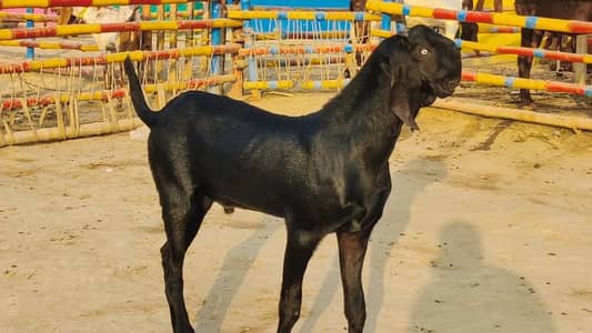 Bakra for sale _ 03221442364