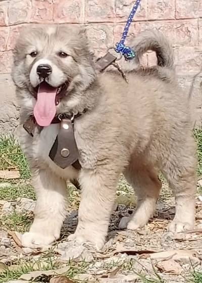 bakharwal dog | bakharwal puppies | bakharwal for sale