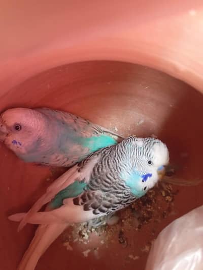 03101020766۔ بجیز پور سیل