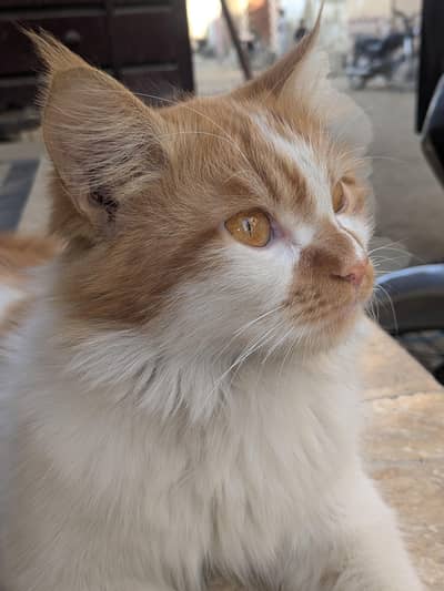 Persian cat