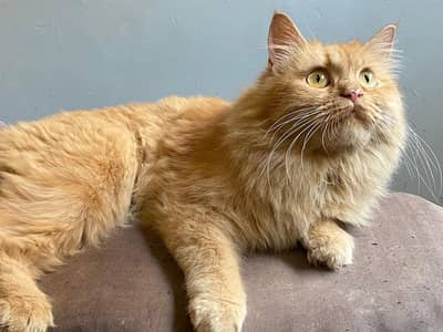 8 months fluffy brown persian cat