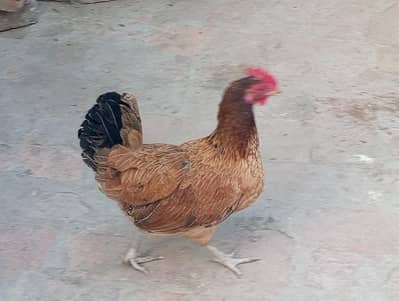 Hen for sale
