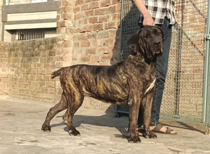 cane corso  female for sale