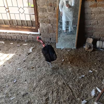 young and healthy hens