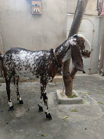 mukhi cheeni Goat