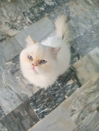 PERSIAN CAT FOR SALE!