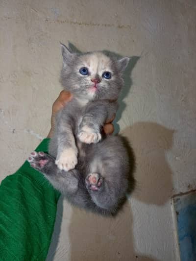 Persian British very active