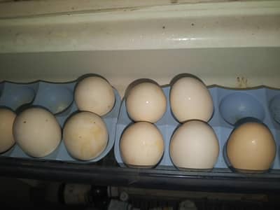 Pure Organic Eggs