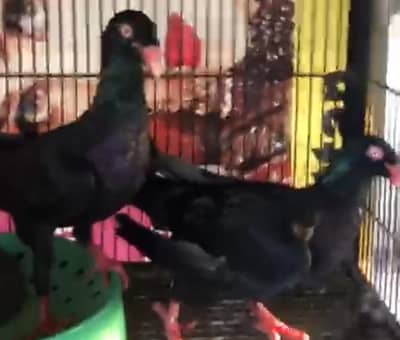 danish for sale or swallon