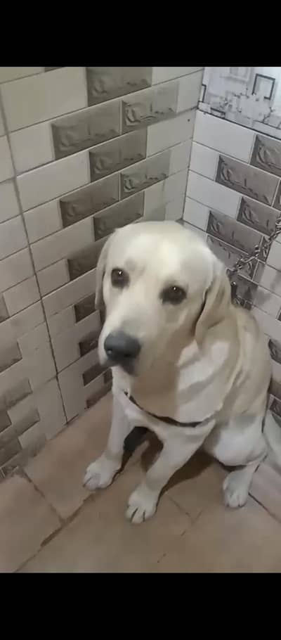 Labrador male Available for sale