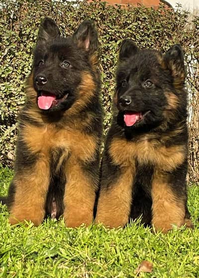 German Shepherd | German Shepherd long caot puppies pair | gsd dog