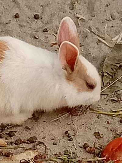 rabbits  for sale