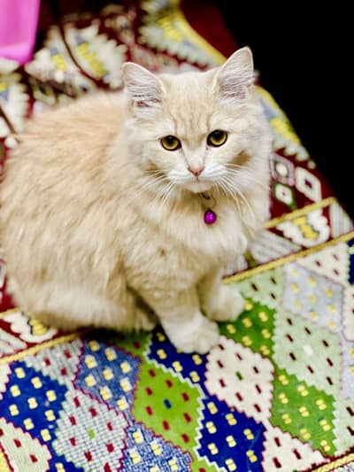 Beautiful And Loving Cat