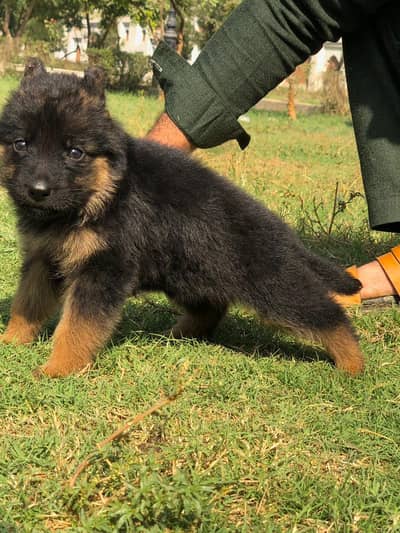 German Shepherd | German Shepherd long caot puppies pair | gsd dog