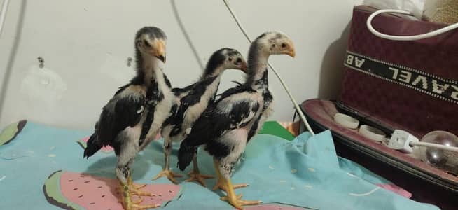 Black german shamo chicks available loc lahore