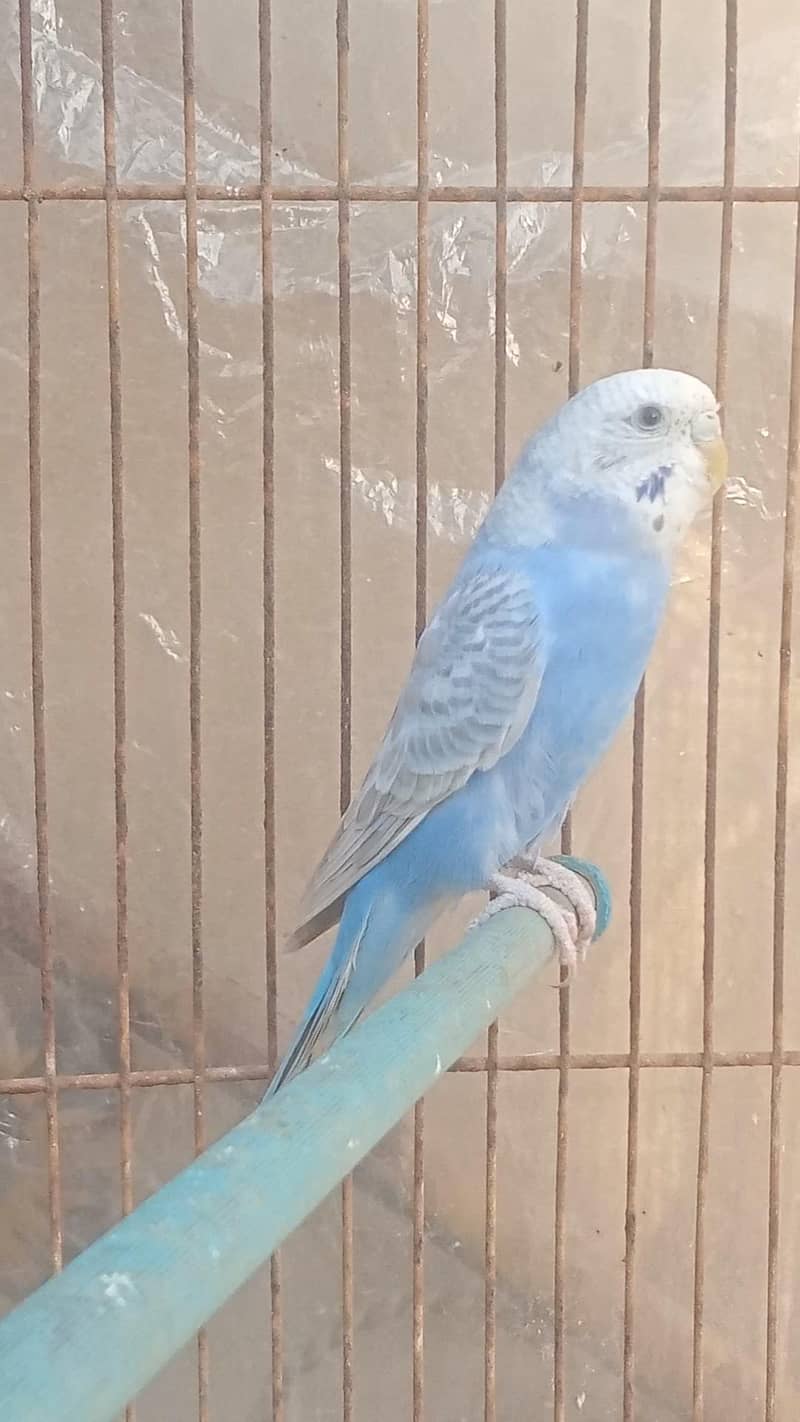 Rainbow working Pair 0