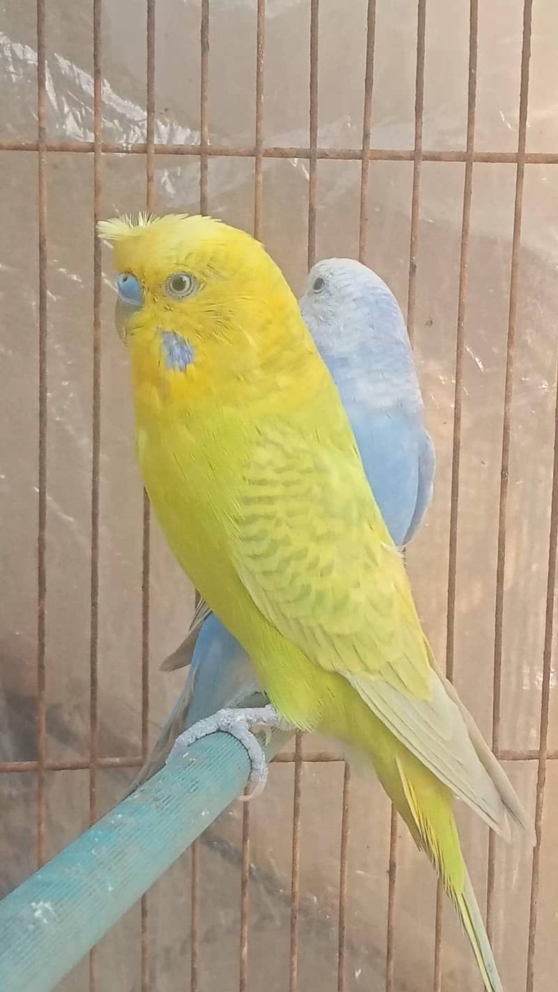 Rainbow working Pair 1