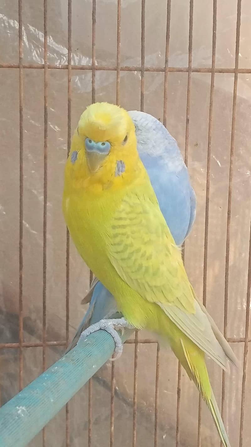 Rainbow working Pair 3