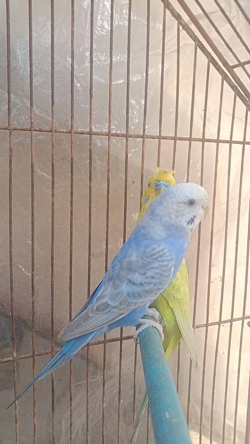 Rainbow working Pair 4