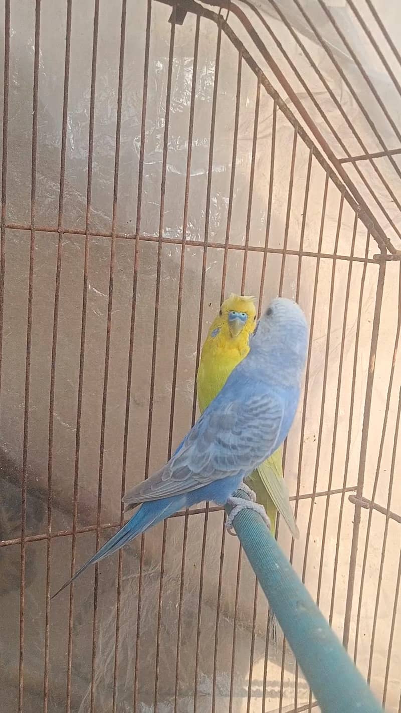 Rainbow working Pair 6