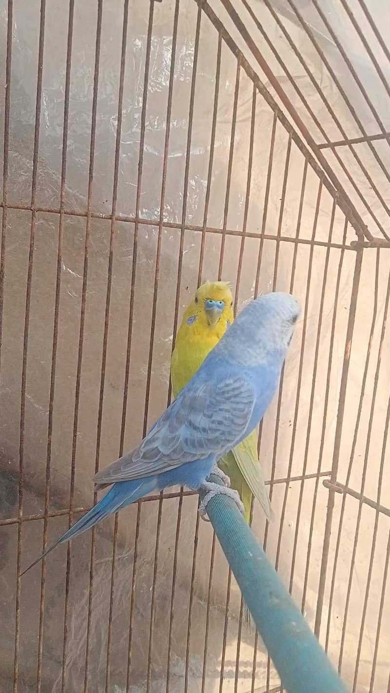 Rainbow working Pair 8