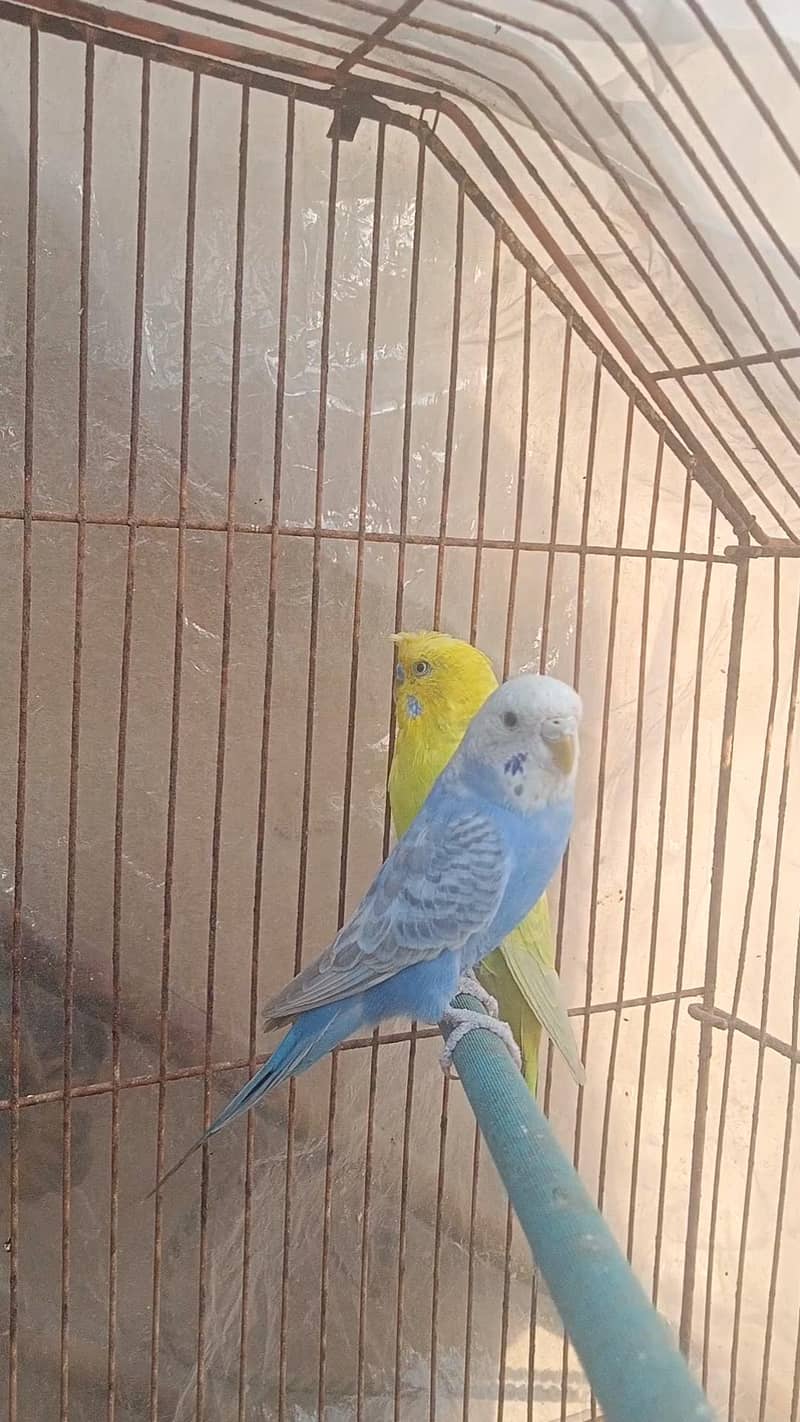 Rainbow working Pair 9