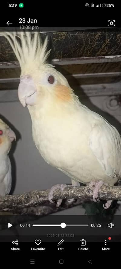 common white cocktail pair for sale