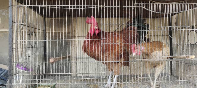 3 Cocks Roosters Ready Home Breed