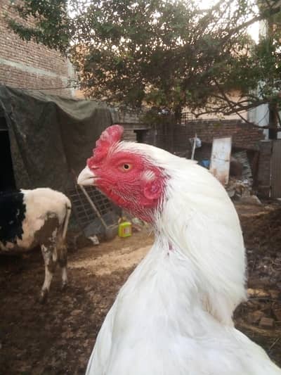 pure HEERA murga. paper white. .