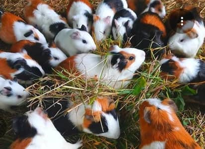 guinea pigs (amarican cavy)