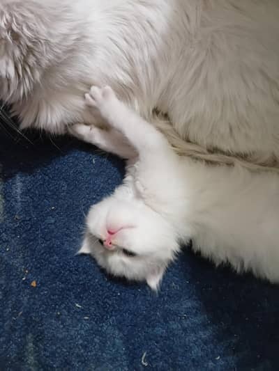 scotish fold x persian cats