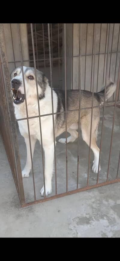 Afghan Kuchi/afghan cochi male/Pawindka/khatkiwali Male/Sequrty Dog