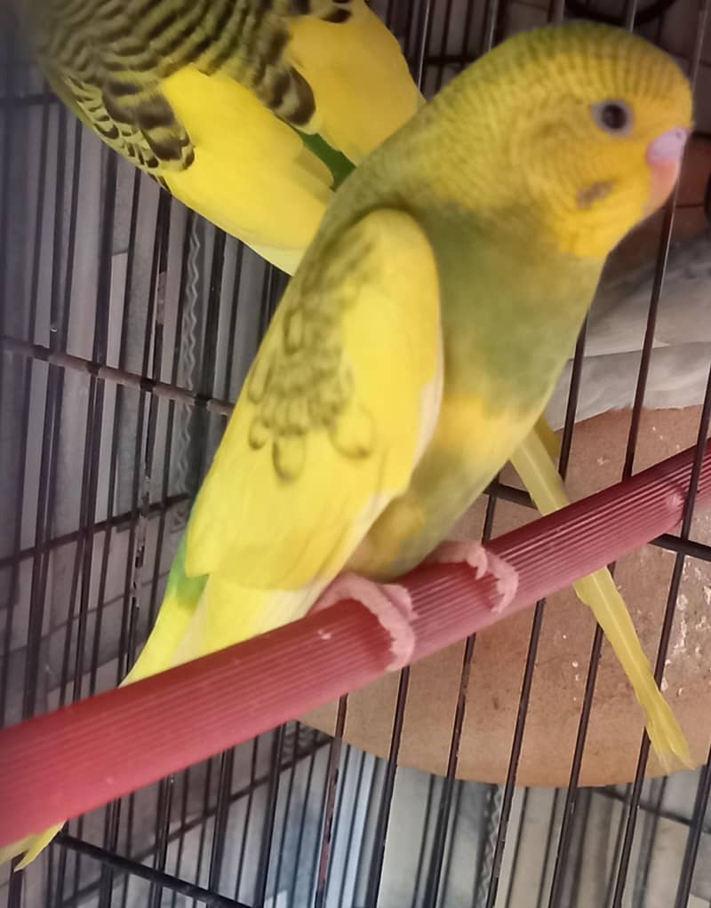 Budgie and Java pathe 0