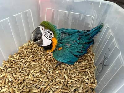 Blue scarlet macaw for sale 03229866583