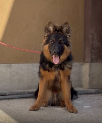 High Quality German Shepherd Male Puppy – 6 Months – Fully Vaccinated