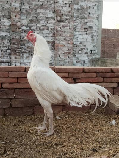 Paper white heera chicks chuzy quality