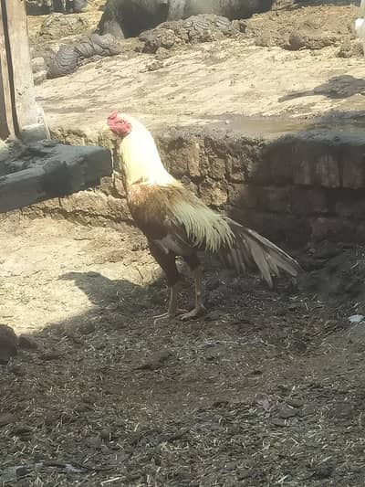 pure minawali high quality peela java patha for sale