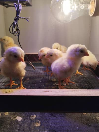 Aseel Heera chicks