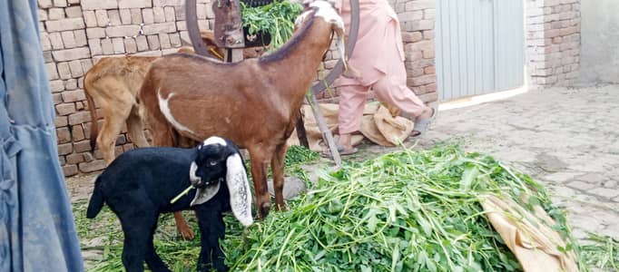 Desi Bakri with cute baby.