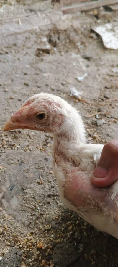 shamoo Chicks . . Home Bread